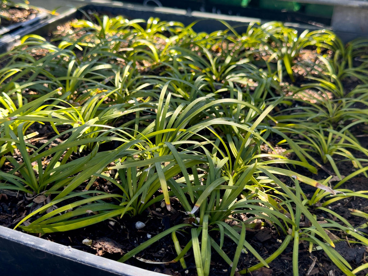 100 Dwarf Mondo Grass Bibs | Low Maintenance Shade Ground Cover Grass
