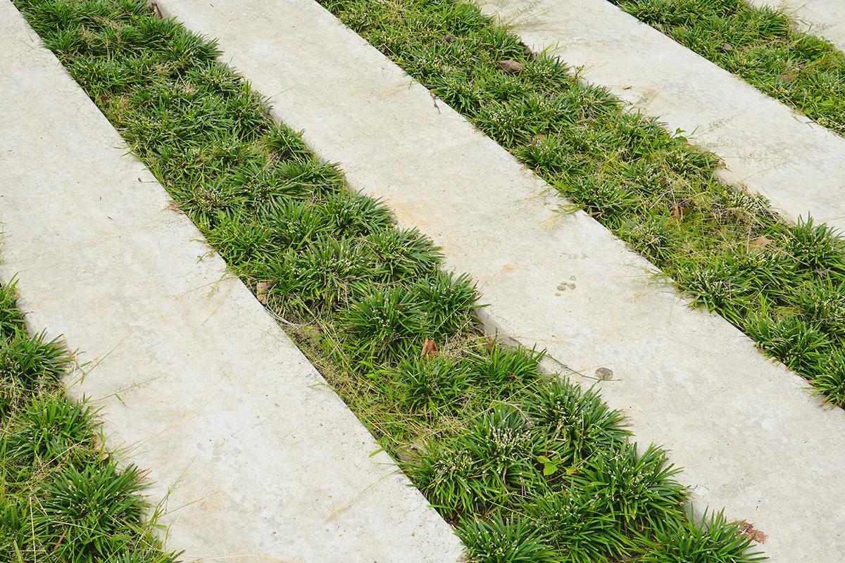 Dwarf Mondo Grass 100 Bibs | Shade Ground Cover | Low Maintenance Lawn Alternative