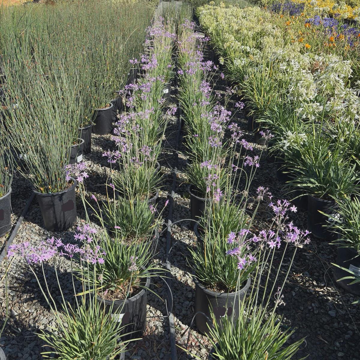 25 Society Garlic Bare Root Plants – Fast Spreading Purple Blooms, Drought Tolerant Ground Cover