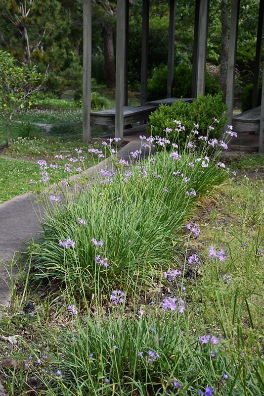 25 Society Garlic Bare Root Plants – Fast Spreading Purple Blooms, Drought Tolerant Ground Cover