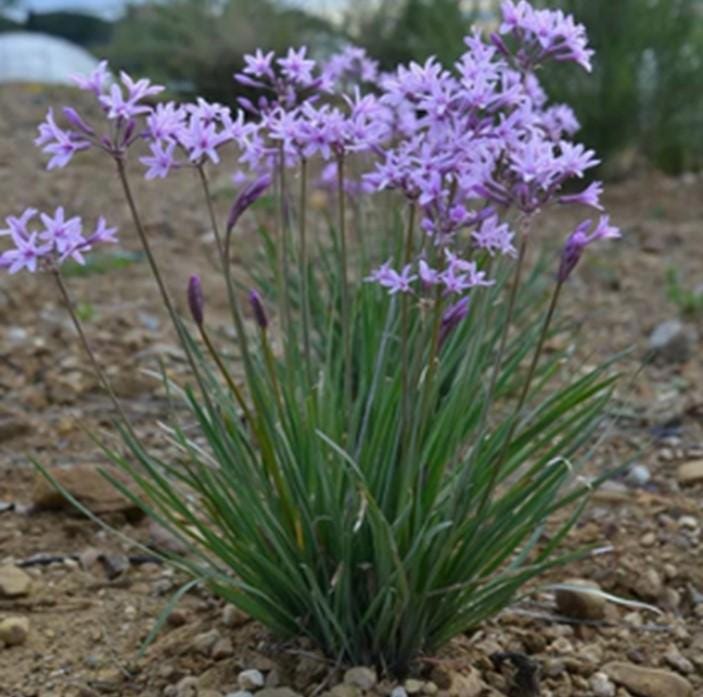 25 Society Garlic Bare Root Plants – Fast Spreading Purple Blooms, Drought Tolerant Ground Cover