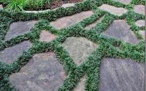 250 Dwarf Mondo Grass Bibs | Low Maintenance Shade Ground Cover Plants