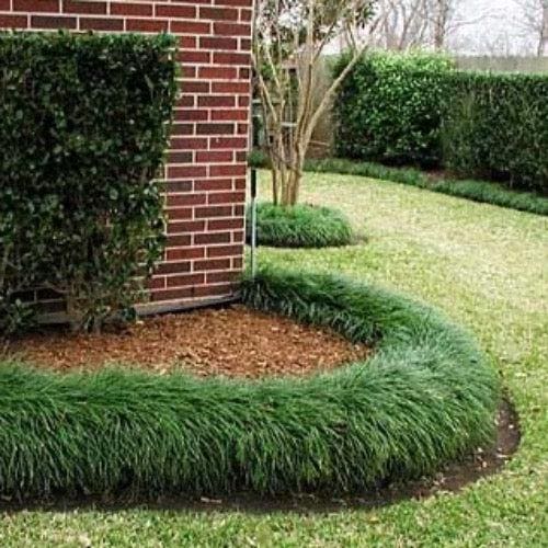 Mondo Grass Plants (25, 50, 100) | Monkey Grass Ground Cover | Live Bare Root Border Grass | Sun or Shade Landscape