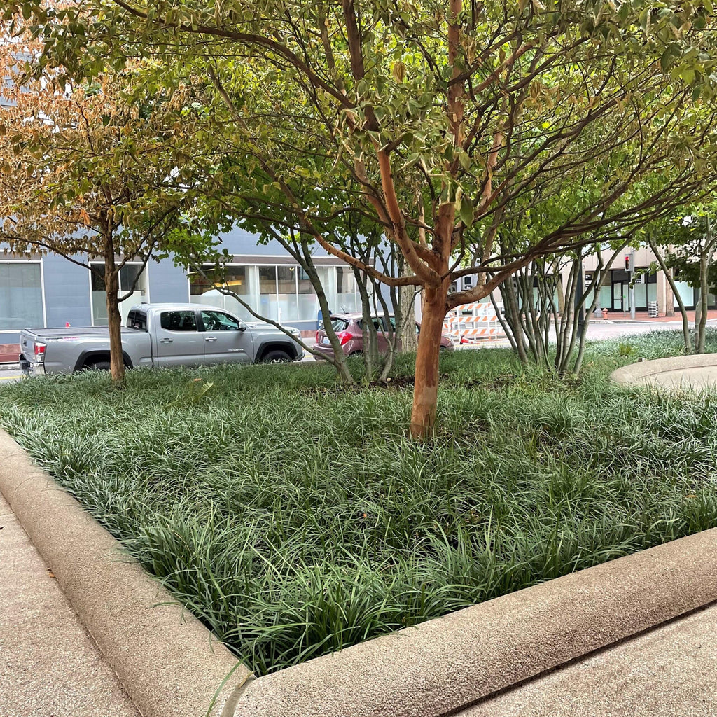Mondo Grass Plants (25, 50, 100) | Monkey Grass Ground Cover | Live Bare Root Border Grass | Sun or Shade Landscape