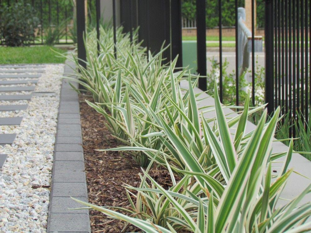10 Variegated Flax Lily Plants | Evergreen Shade Tolerant Groundcover