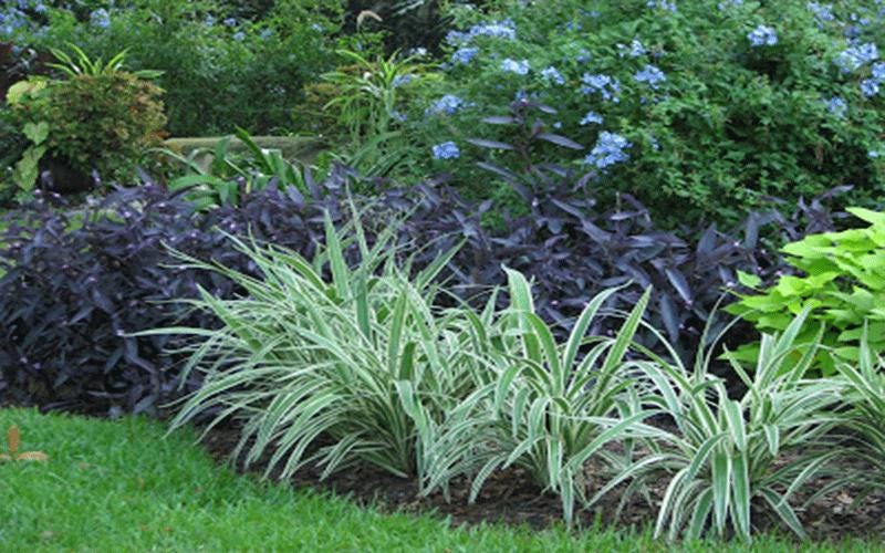 10 Variegated Flax Lily Plants | Evergreen Shade Tolerant Groundcover