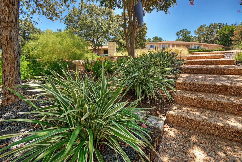 10 Variegated Flax Lily Plants | Evergreen Shade Tolerant Groundcover