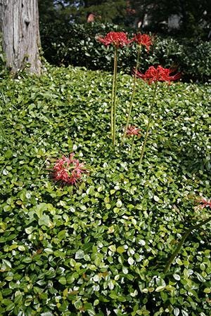 Asiatic Jasmine Ground Cover | No Mow Lawn Alternative | Shade or Sun | Fast Spreading |