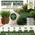 Dwarf Mondo Grass System – Choose Your Coverage (10–1000 Bibs) | Step-By-Step Planting Guide Included | Perfect Borders & Groundcover