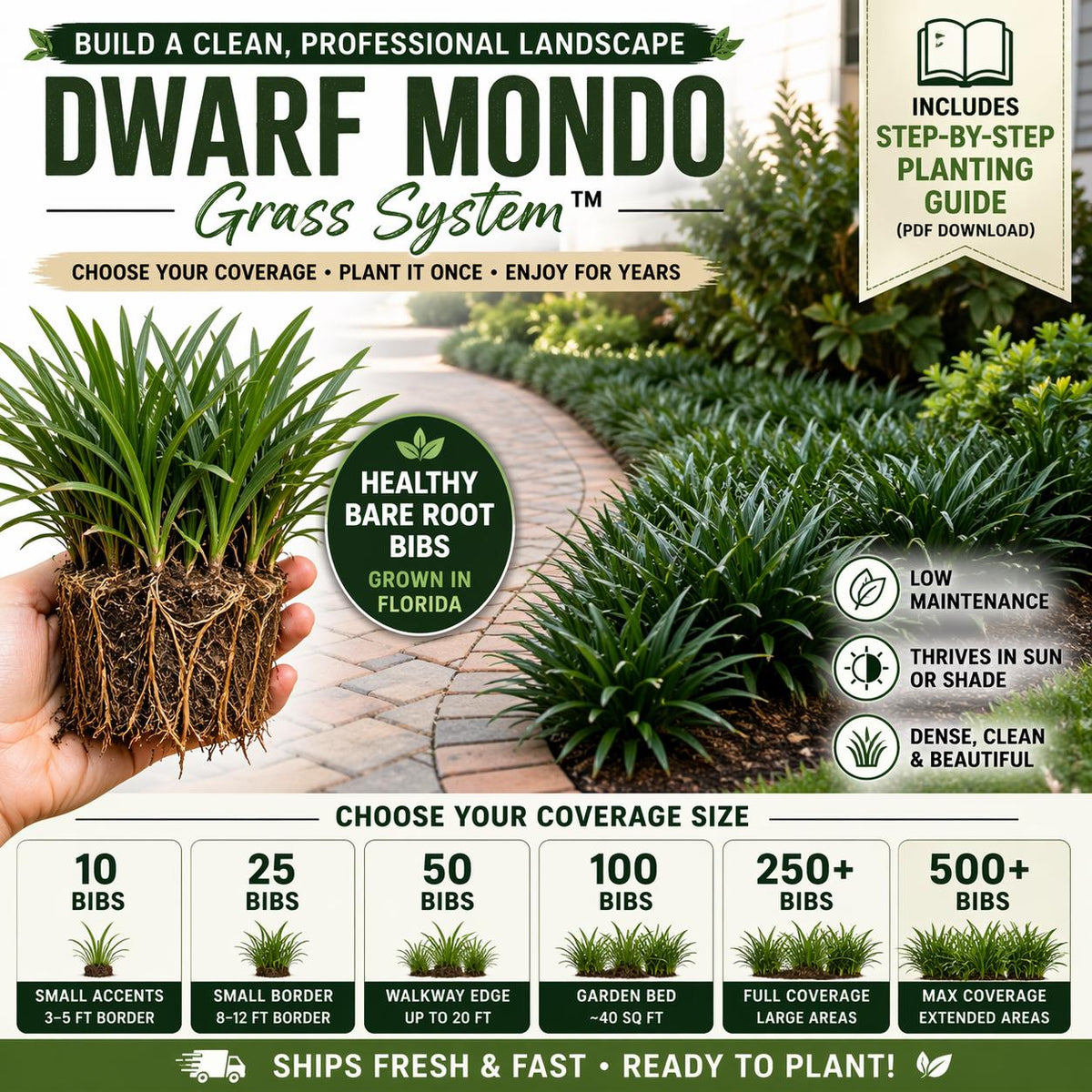 Dwarf Mondo Grass System – Choose Your Coverage (10–1000 Bibs) | Step-By-Step Planting Guide Included | Perfect Borders & Groundcover