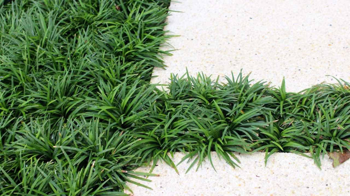 Dwarf Mondo Grass System – Choose Your Coverage (10–1000 Bibs) | Step-By-Step Planting Guide Included | Perfect Borders & Groundcover