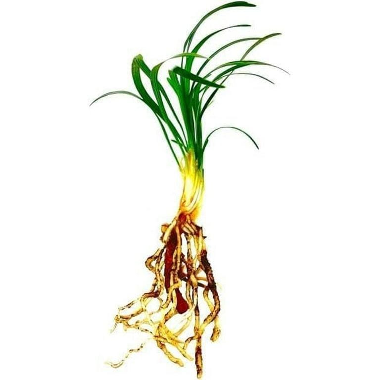 Dwarf Mondo Grass System – Choose Your Coverage (10–1000 Bibs) | Step-By-Step Planting Guide Included | Perfect Borders & Groundcover