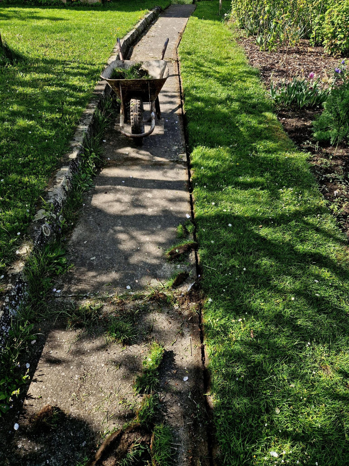 Dwarf Mondo Grass System – Choose Your Coverage (10–1000 Bibs) | Step-By-Step Planting Guide Included | Perfect Borders & Groundcover