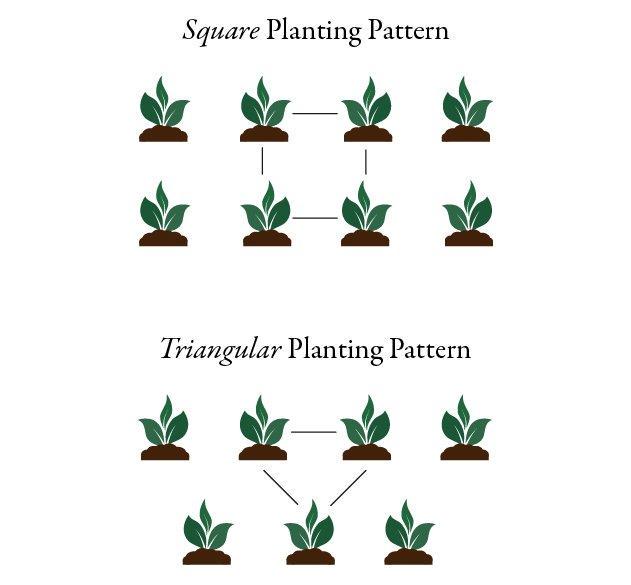 Dwarf Mondo Grass System – Choose Your Coverage (10–1000 Bibs) | Step-By-Step Planting Guide Included | Perfect Borders & Groundcover
