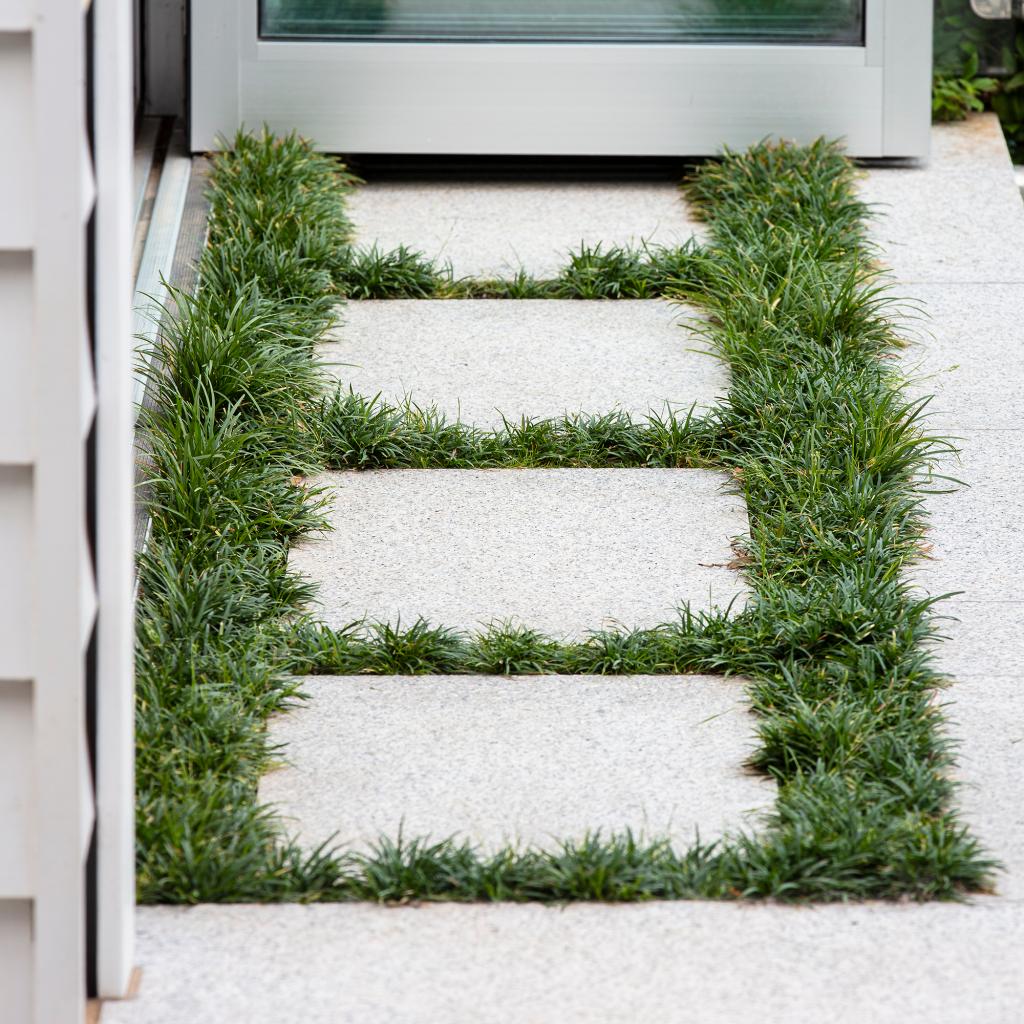 Dwarf Mondo Grass System – Choose Your Coverage (10–1000 Bibs) | Step-By-Step Planting Guide Included | Perfect Borders & Groundcover