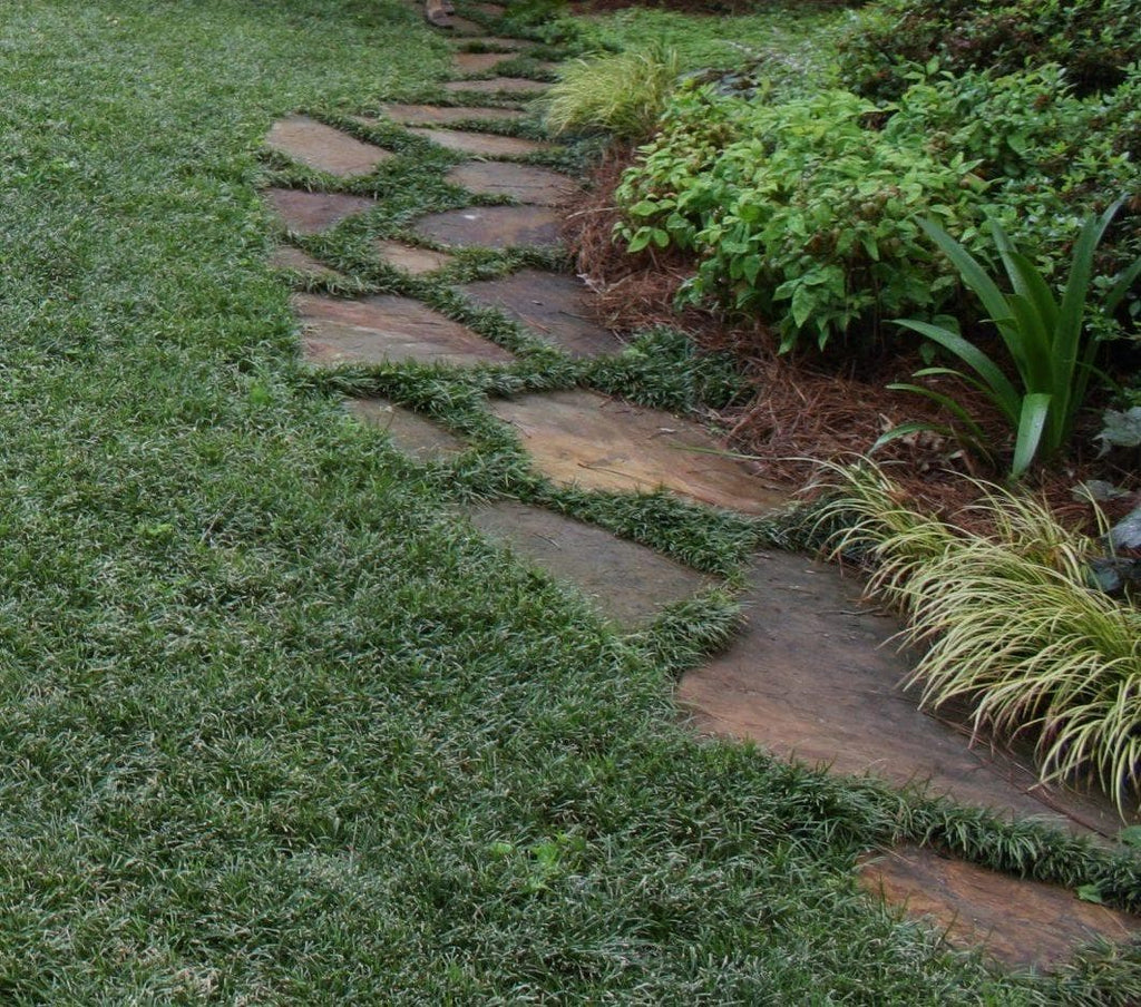 Dwarf Mondo Grass System – Choose Your Coverage (10–1000 Bibs) | Step-By-Step Planting Guide Included | Perfect Borders & Groundcover