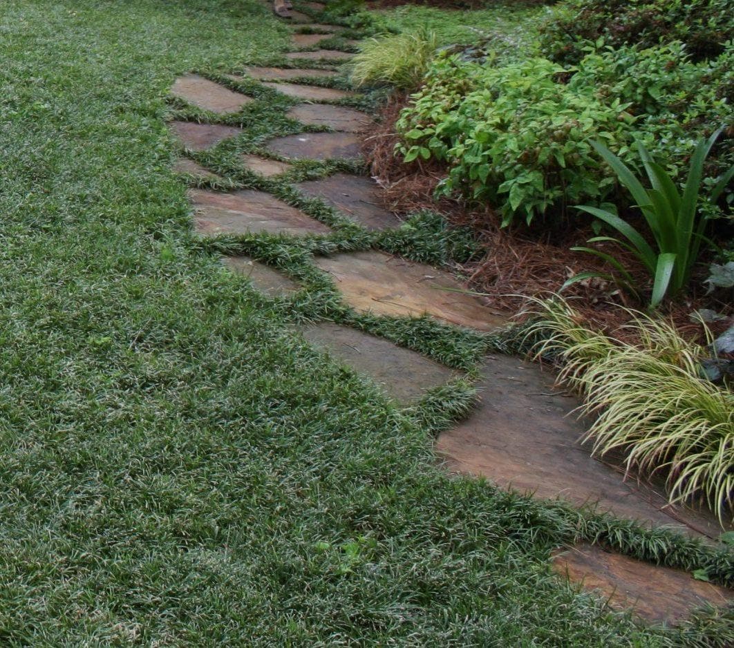 Dwarf Mondo Grass System – Choose Your Coverage (10–1000 Bibs) | Step-By-Step Planting Guide Included | Perfect Borders & Groundcover
