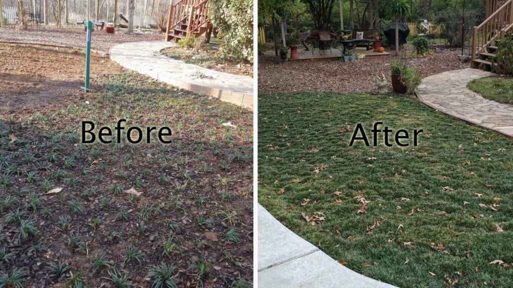 Dwarf Mondo Grass System – Choose Your Coverage (10–1000 Bibs) | Step-By-Step Planting Guide Included | Perfect Borders & Groundcover
