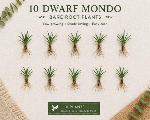 10 Dwarf Mondo Grass Bibs– Low Maintenance Ground Cover for Borders, Walkways & Landscaping