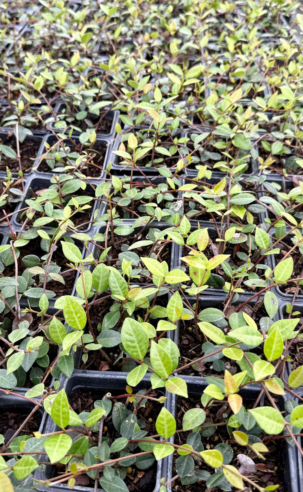 Asiatic Jasmine Ground Cover | No Mow Lawn Alternative | Shade or Sun | Fast Spreading |