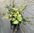 Asiatic Jasmine 1 Gallon Plant | Fast Growing Groundcover | Shade Tolerant | Landscaping Plants Live