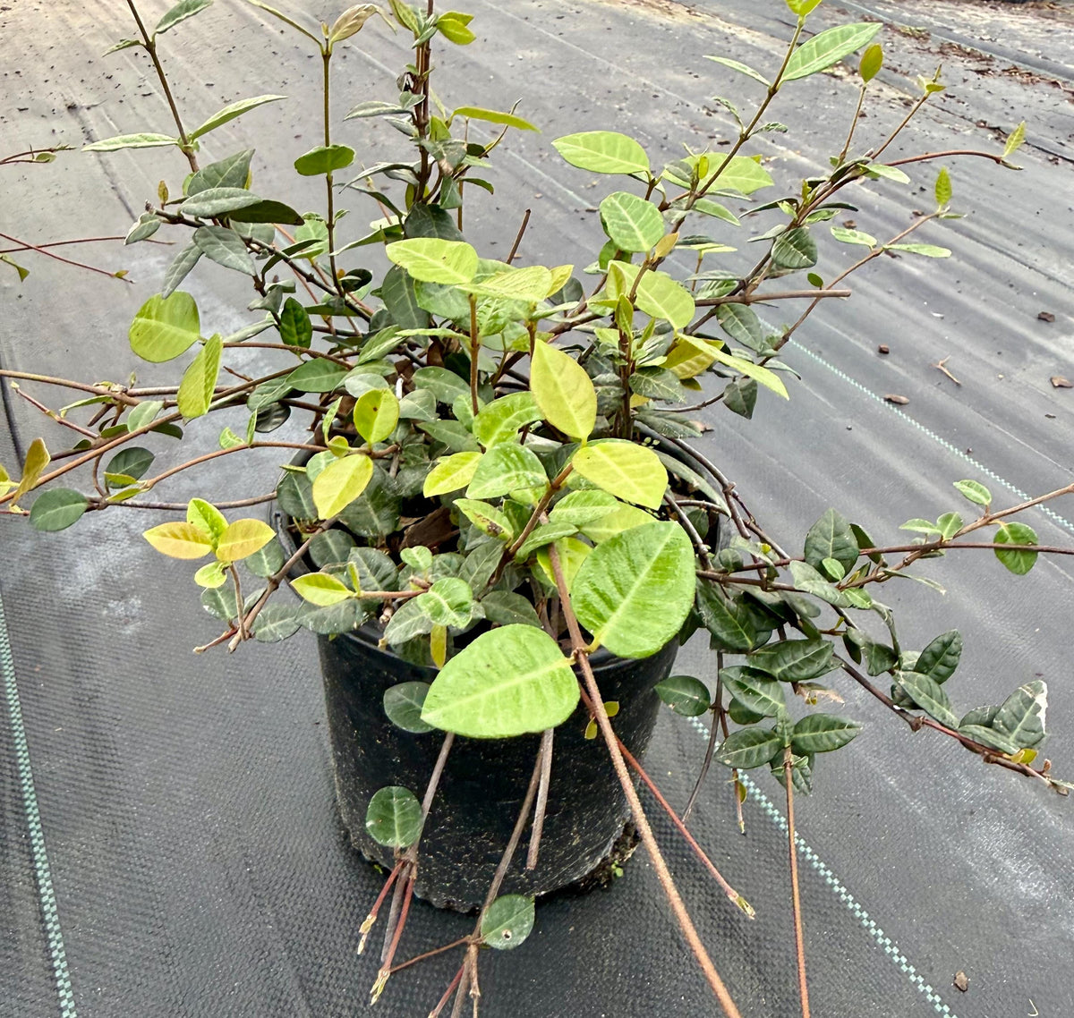 Asiatic Jasmine 1 Gallon Plant | Fast Growing Groundcover | Shade Tolerant | Landscaping Plants Live