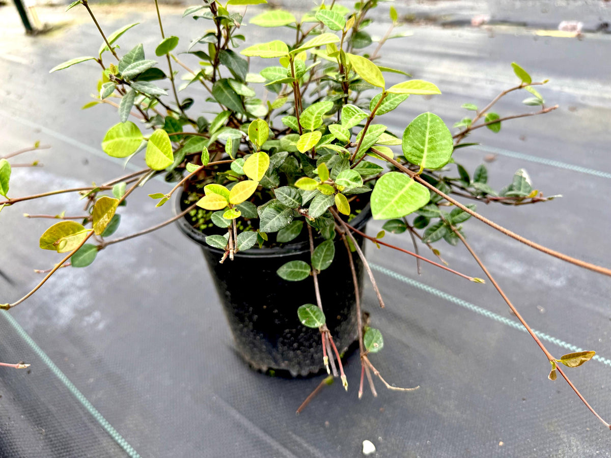 Asiatic Jasmine 1 Gallon Plant | Fast Growing Groundcover | Shade Tolerant | Landscaping Plants Live