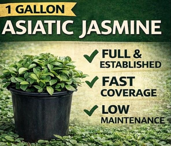 Asiatic Jasmine 1 Gallon Plant | Fast Growing Groundcover | Shade Tolerant | Landscaping Plants Live
