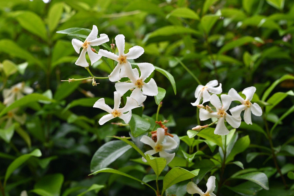 Asiatic Jasmine 1 Gallon Plant | Fast Growing Groundcover | Shade Tolerant | Landscaping Plants Live