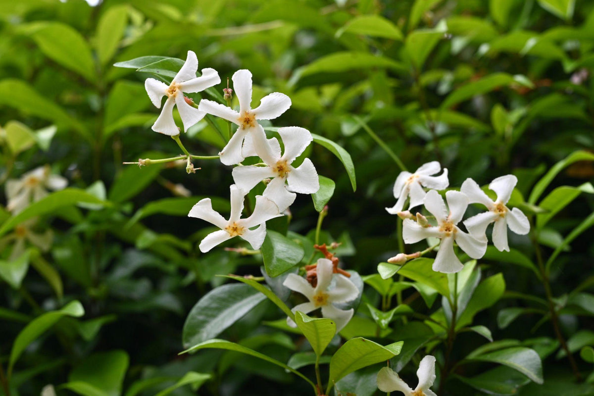 Asiatic Jasmine 1 Gallon Plant | Fast Growing Groundcover | Shade Tolerant | Landscaping Plants Live
