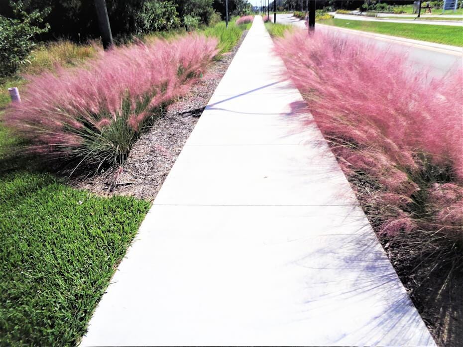 Pink Muhly Grass, Fast Growing Ornamental, Drought Tolerant Landscaping Grass (Bare Root)