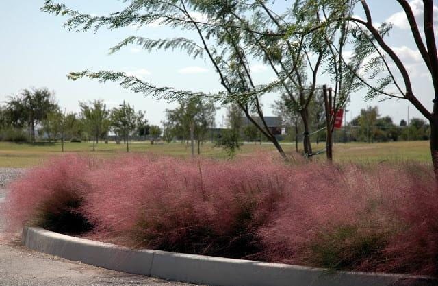 Pink Muhly Grass, Fast Growing Ornamental, Drought Tolerant Landscaping Grass (Bare Root)