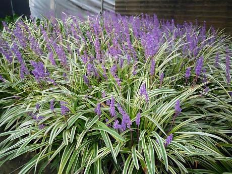 Variegated Liriope Plants – Bare Root Monkey Grass Ground Cover (25, 50, 100)