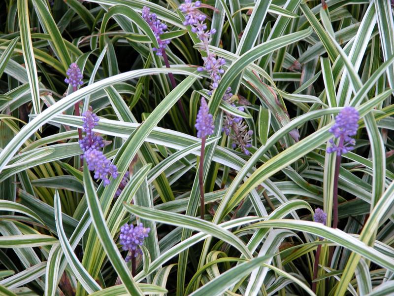 Variegated Liriope Plants – Bare Root Monkey Grass Ground Cover (25, 50, 100)
