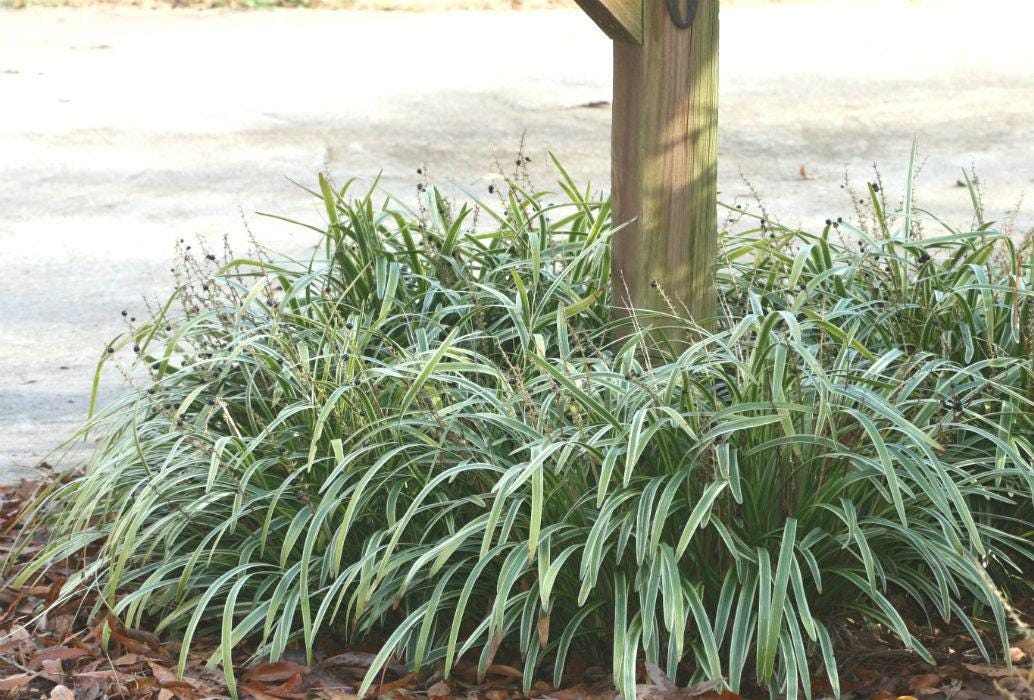 Variegated Liriope Plants – Bare Root Monkey Grass Ground Cover (25, 50, 100)