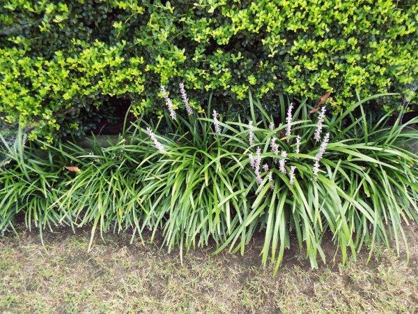 Variegated Liriope Plants – Bare Root Monkey Grass Ground Cover (25, 50, 100)