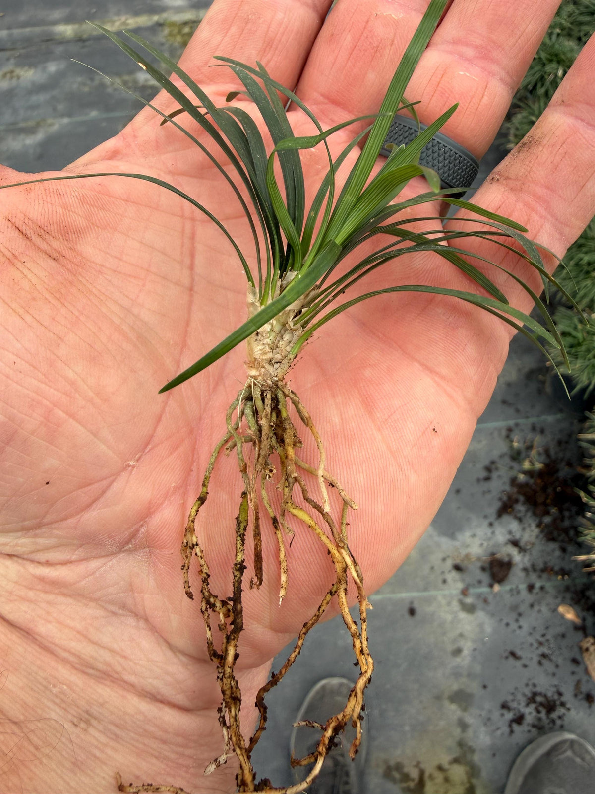 25 Dwarf Mondo Grass Plants – Bare Root Ground Cover, Shade Lawn Alternative