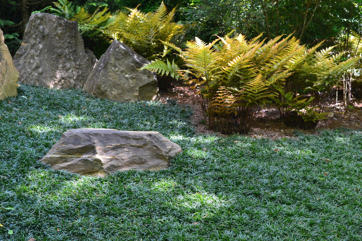 25 Dwarf Mondo Grass Plants – Bare Root Ground Cover, Shade Lawn Alternative