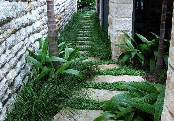 25 Dwarf Mondo Grass Plants – Bare Root Ground Cover, Shade Lawn Alternative