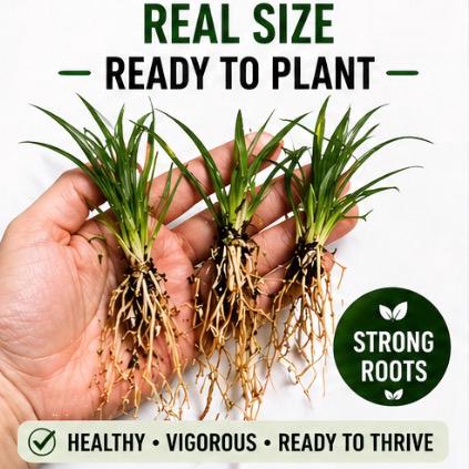 100 Dwarf Mondo Grass Plants – Shade Ground Cover, No Mow Lawn Alternative (Bare Root)