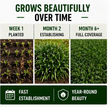 100 Dwarf Mondo Grass Plants – Shade Ground Cover, No Mow Lawn Alternative (Bare Root)