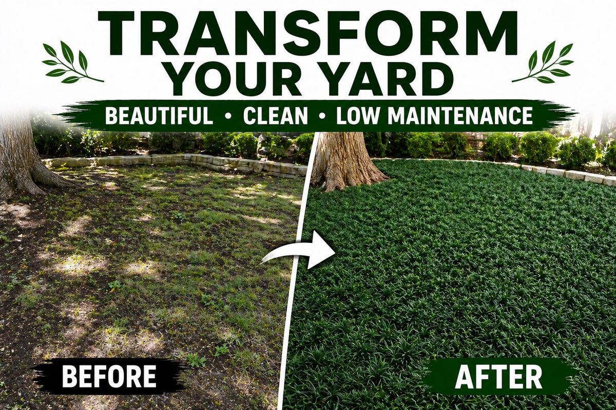 100 Dwarf Mondo Grass Plants – Shade Ground Cover, No Mow Lawn Alternative (Bare Root)
