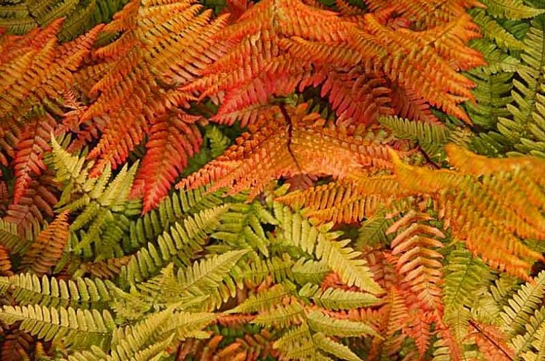 10 Autumn Fern Bare Root Crowns – Hardy Shade Perennial Plant