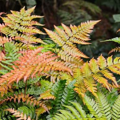 10 Autumn Fern Bare Root Crowns – Hardy Shade Perennial Plant