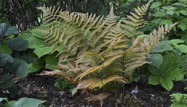10 Autumn Fern Bare Root Crowns – Hardy Shade Perennial Plant
