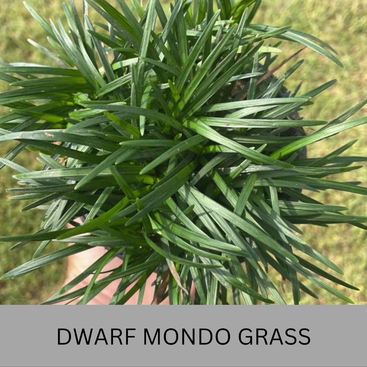 Dwarf Mondo Grass 100 Bibs | Shade Ground Cover | Low Maintenance Lawn Alternative