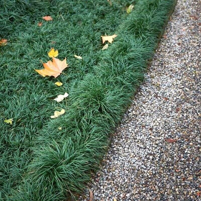 10 Dwarf Mondo Grass Bibs– Low Maintenance Ground Cover for Borders, Walkways & Landscaping