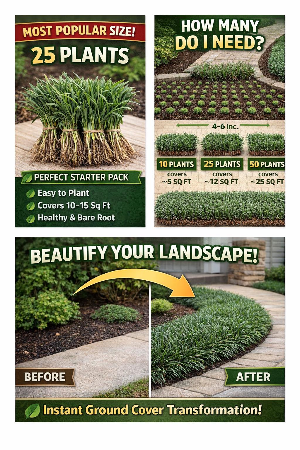 25 Dwarf Mondo Grass Plants | Shade Ground Cover, Bare Root Borders