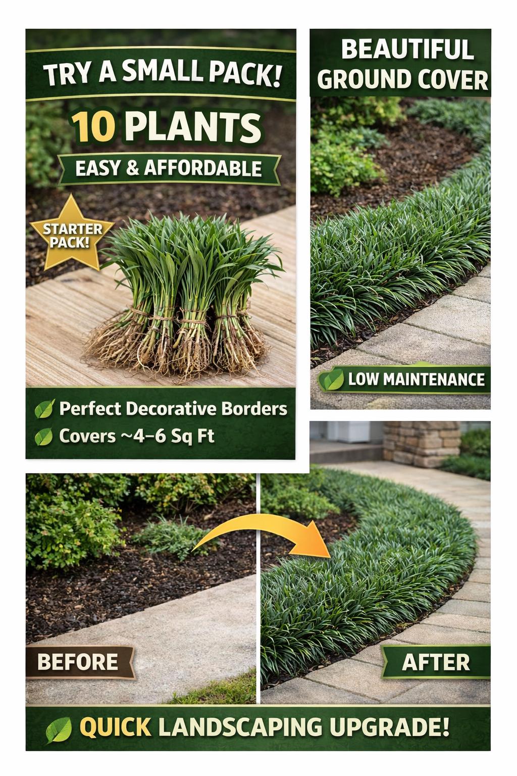 10 Dwarf Mondo Grass Bibs– Low Maintenance Ground Cover for Borders, Walkways & Landscaping