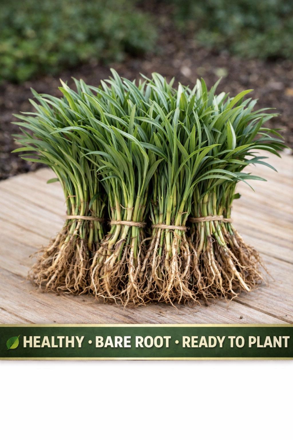 10 Dwarf Mondo Grass Bibs– Low Maintenance Ground Cover for Borders, Walkways & Landscaping